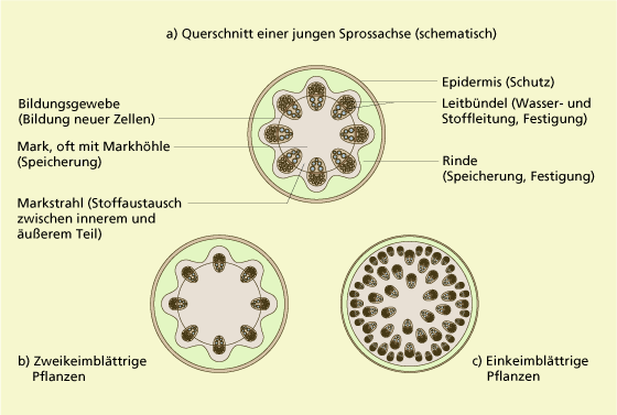 Sprossachse • Aufbau Querschnitt Und Funktion · Mit Video