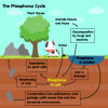 Der Phosphorkreislauf spielt in der Natur eine wichtige Rolle. 
