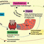 Zusammenwirken von Hormon- und Nervensystem bei der Regulation des Schilddrüsenhormonspiegels (Thyroxinspiegels) im Blut 