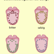 Bereiche der Zunge, die für Süß-, Sauer-, Salzig- und Bitterreize besonders empfindlich sind (herausgefunden anhand psychophysischer Messungen) 