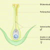 Befruchtung bei Bedecktsamern 