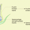 Bildung einer Frucht 