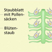 Befruchtung bei Nacktsamern 