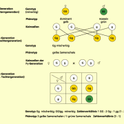 Die Mendelschen Regeln In Biologie | Schülerlexikon | Lernhelfer