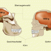 Schädelvergleich von Gorilla und Mensch 