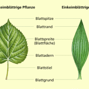 Blätter bilder