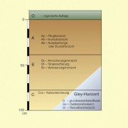 Die Bodenhorizonte A, B und C werden durch zusätzliche Kleinbuchstaben genauer gekennzeichnet.Für Gleyböden, die vom Grundwasser beeinflusst sind, gibt es gesonderte Bezeichnungen. 