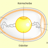 Ei: schematischer Aufbau 