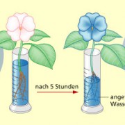 wassertransport pflanze experiment