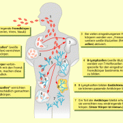 Ablauf der Immunreaktion 