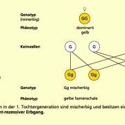 Erste Mendelsche  Regel  in Biologie Sch lerlexikon 