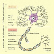 Nervenzelle 