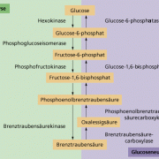 Zellatmung Im Überblick In Biologie | Schülerlexikon | Lernhelfer