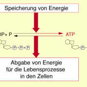 Zellatmung Im Überblick In Biologie | Schülerlexikon | Lernhelfer