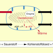 Zellatmung Im Überblick In Biologie | Schülerlexikon | Lernhelfer