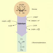 Glykolyse In Biologie | Schülerlexikon | Lernhelfer