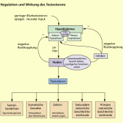 Wichtige Hormone des Menschen in Biologie  Schülerlexikon  Lernhelfer