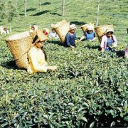 Ernte auf einer Teeplantage 