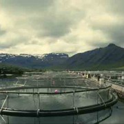 Lachszuchtfarm in Norwegen 