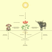 Schema der Energieumwandlung 