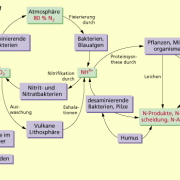 Stickstoffkreislauf 