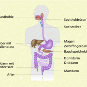 Magenerkrankungen In Biologie | Schülerlexikon | Lernhelfer