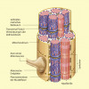 Feinbau der Skelettmuskulatur 