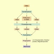 Expression des genetischen Materials 