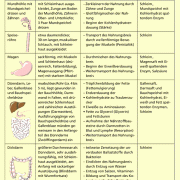 Verdauungsorgane Und Ihre Funktionen In Biologie | Schülerlexikon ...