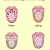 Bereiche der Zunge, die für Süß-, Sauer-, Salzig- und Bitterreize besonders empfindlich sind.(herausgefunden anhand psychophysischer Messungen) 
