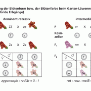 Monohybride Erbgänge 