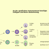 Spezifische Immunreaktion In Biologie | Schülerlexikon | Lernhelfer