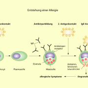 Entstehung, Symptome, Diagnose Und Therapie Von Allergien In Biologie ...