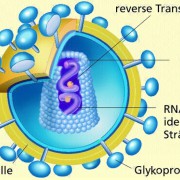 Aufbau, Einteilung und Benennung von Viren in Biologie | Schülerlexikon