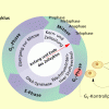 Kern- Und Zellteilung In Biologie | Schülerlexikon | Lernhelfer