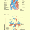 Herz Und Blutkreislauf In Biologie | Schülerlexikon | Lernhelfer