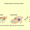 Homologie Und Analogie In Biologie | Schülerlexikon | Lernhelfer