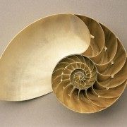 Nautilus, rezent aus Indonesien, Länge: 13,5 cm© Institut für angewandte Geowissenschaften der Technischen Universität Berlin(Fotograf: Wolf Schuchardt) 