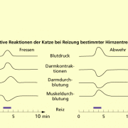 Vegetative Reaktionen der Katze 