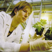 Pflanzenschutzmittel im Test an einer Tomatenpflanze Bayer AG 