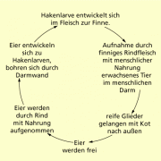 Entwicklung des Rinderfinnenbandwurms 