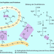 Verschiedenen Bindungsarten sind für die räumlichen Strukturen der Proteine zuständig. 