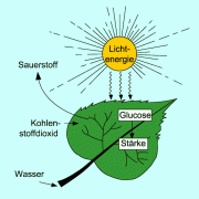 Fotosynthese In Chemie | Schülerlexikon | Lernhelfer