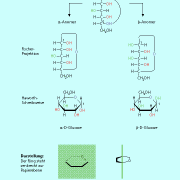 von der Fischer-Projektion zur Haworth-Schreibweise am Beispiel der Glucose 