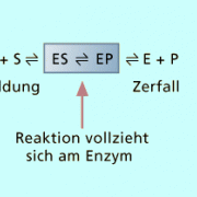 Prinzip einer Enzymreaktion (schematisch vereinfacht) 