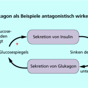 Insulin und Glucagon als Beispiel antagonistisch wirkender Hormone 