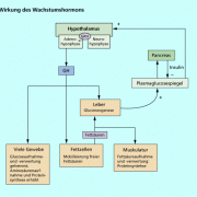 Wirkung des Wachstumshormons 