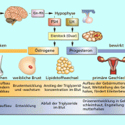 Anatomische und physiologische Veränderungen während des Menstruationszyklus 