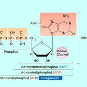 Glykolyse in Chemie | Schülerlexikon | Lernhelfer