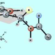 Die Amidgruppe liegt in der Ebene, erst am α-Kohlenstoffatom herscht freie Drehbarkeit. 